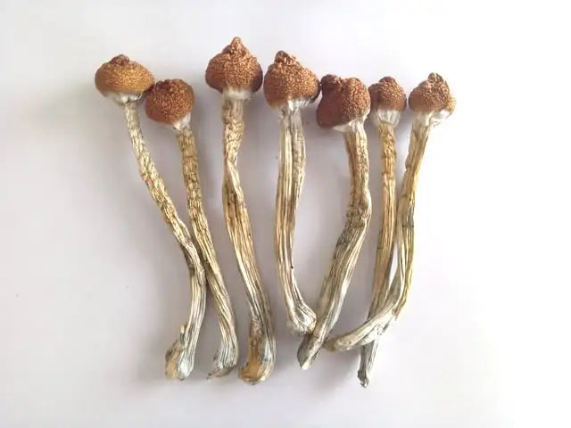 Cogumelos Cubensis Desidratados 5g