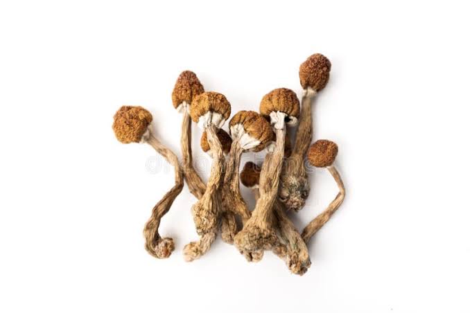 Cogumelos Cubensis Desidratado 10g