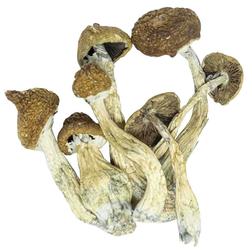 Cogumelos Cubensis Desidratados 3g