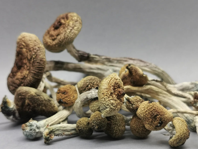 Cogumelos Cubensis Desidratado 10g